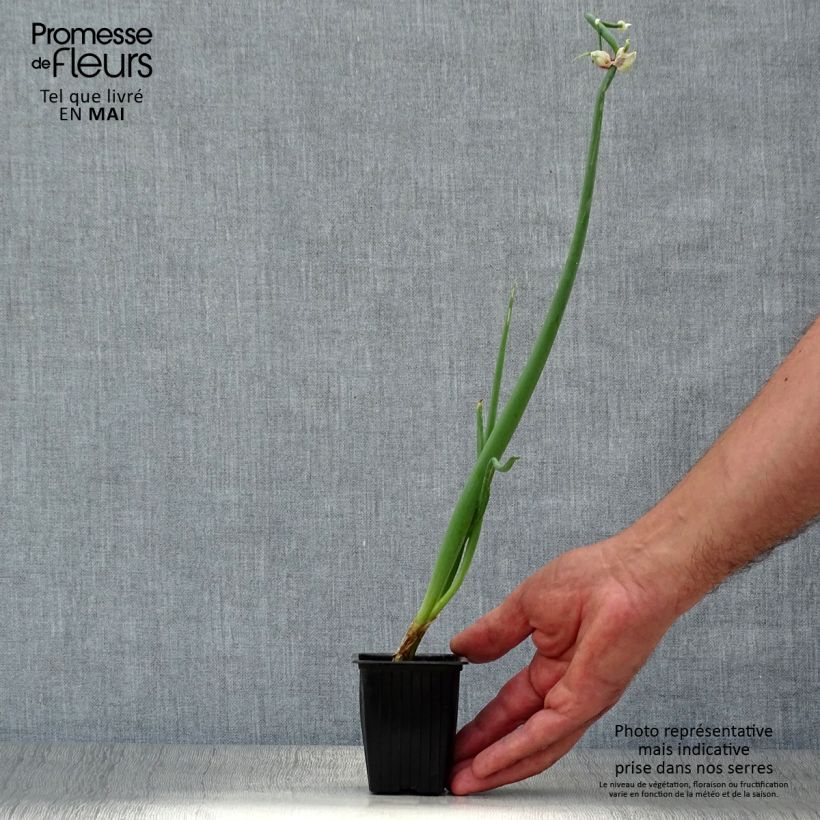 Exemplar von Allium x proliferum - Etagenzwiebel Kleine Töpfe von 7/8 cm wie im Frühjahr geliefert
