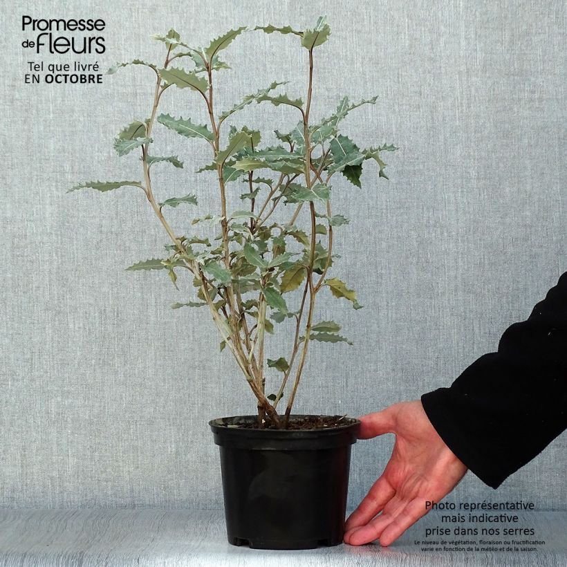 Exemplar von Olearia macrodonta Major - Baumaster Topf mit 2L/3L wie im Herbst geliefert