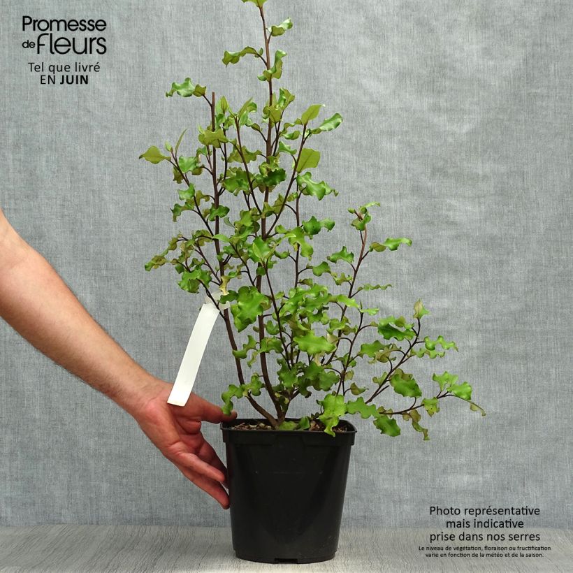 Exemplar von Olearia paniculata - Baumaster Topf mit 4L/5L wie im Sommer geliefert