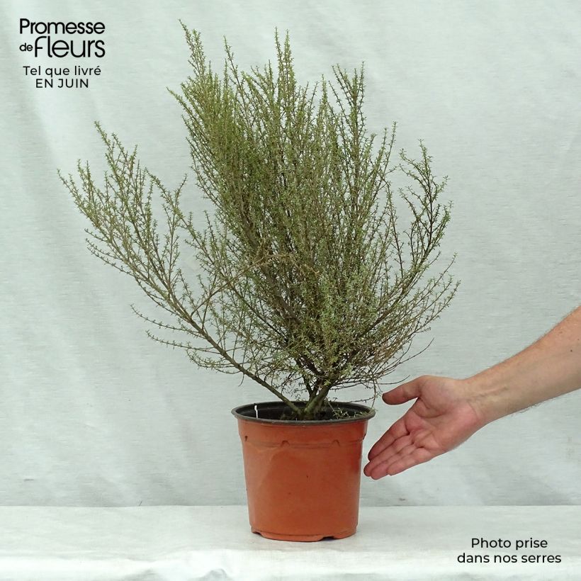 Exemplar von Olearia solandri Aurea - Baumaster Topf mit 2L/3L wie im Sommer geliefert