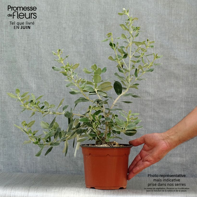 Exemplar von Olearia traversii - Baumaster Topf mit 2L/3L wie im Sommer geliefert