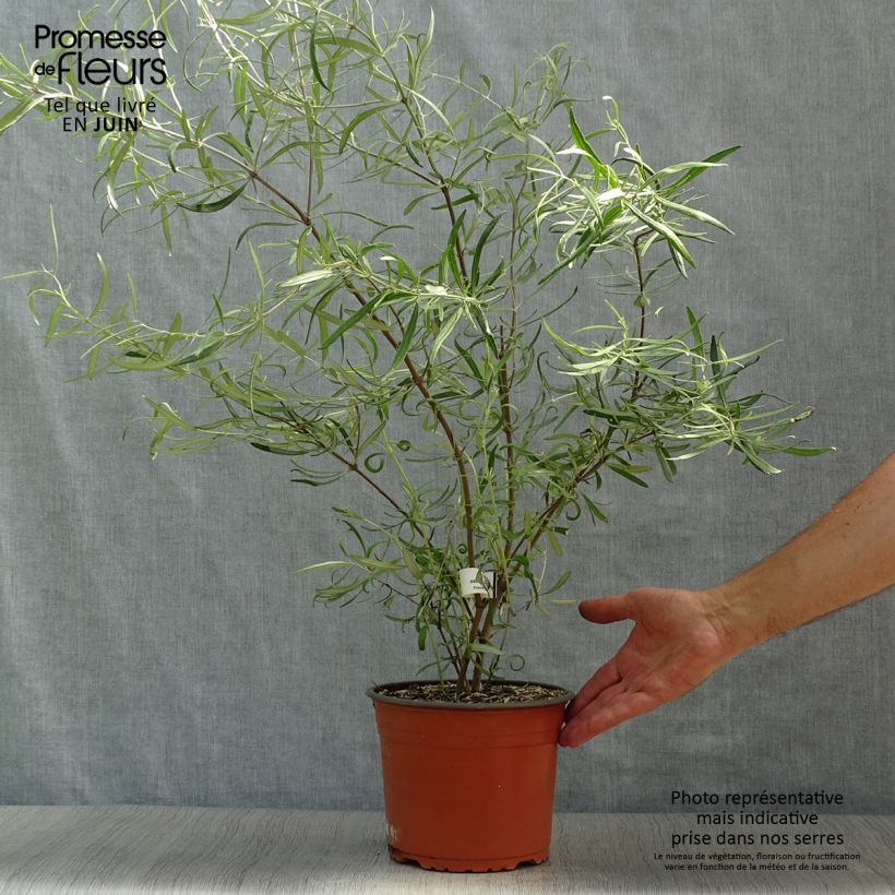 Exemplar von Olearia virgata - Baumaster Topf mit 2L/3L wie im Sommer geliefert