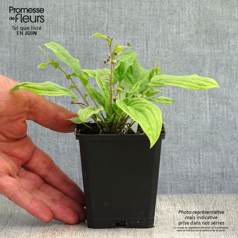 Exemplar von Omphalodes cappadocica Cherry Ingram - Kaukasus-Gedenkemein Kleine Töpfe von 8/9 cm wie im Sommer geliefert