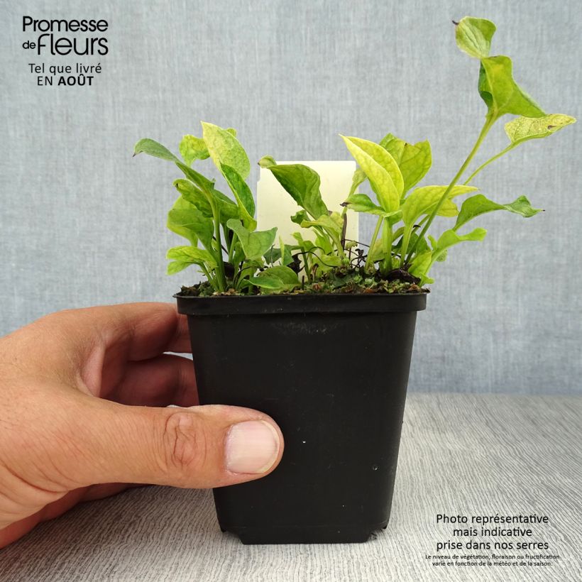 Exemplar von Omphalodes verna - Frühlings-Gedenkemein Kleine Töpfe von 8/9 cm wie im Sommer geliefert