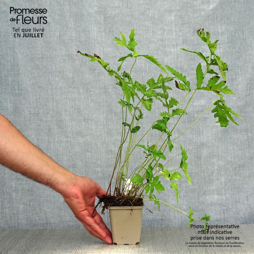 Exemplar von Onoclea sensibilis - Perlfarn Kleine Töpfe von 8/9 cm wie im Sommer geliefert