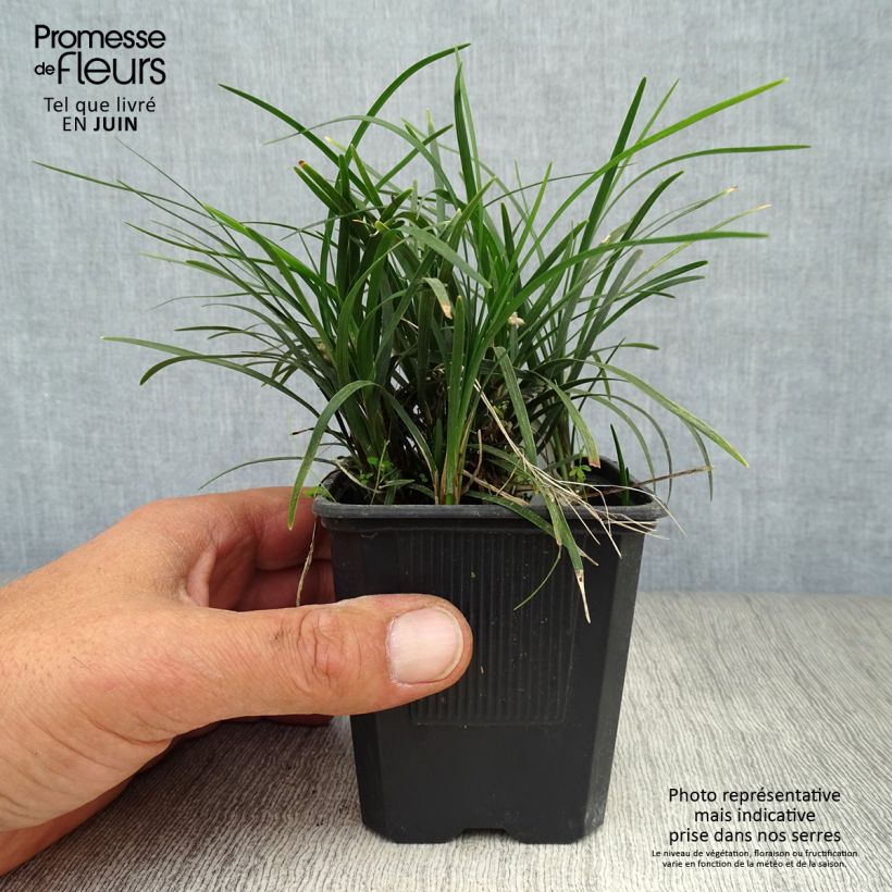 Exemplar von Ophiopogon japonicus - Schlangenbart Kleine Töpfe von 8/9 cm wie im Sommer geliefert