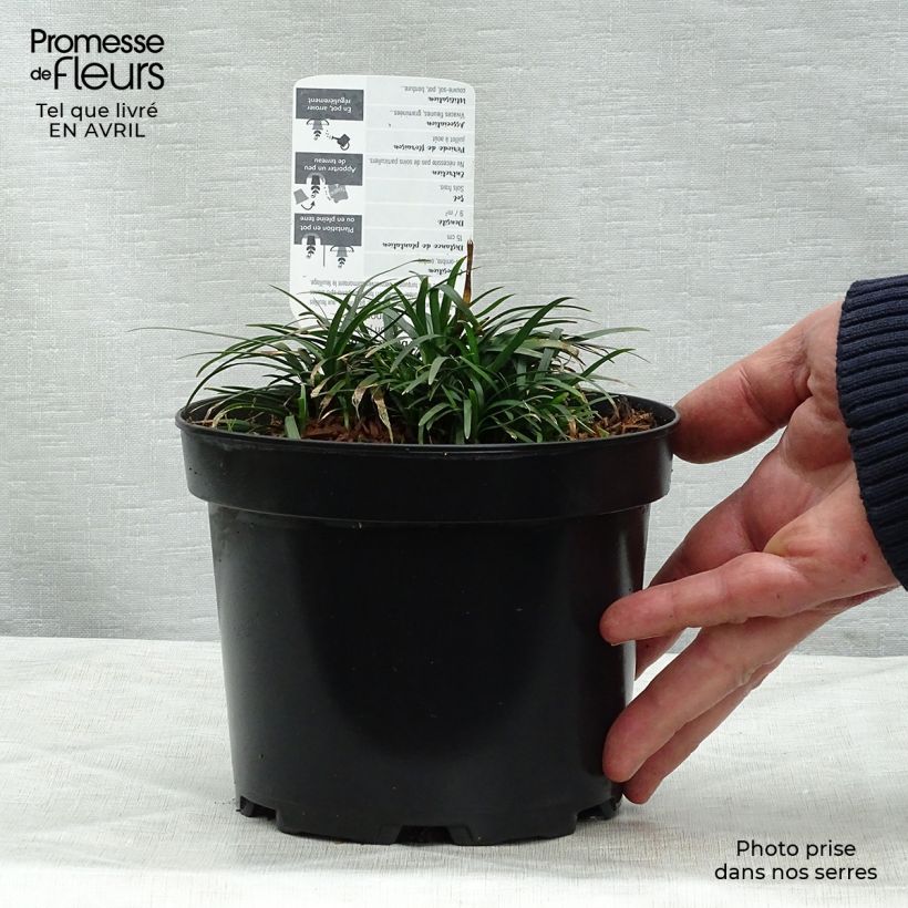 Exemplar von Ophiopogon japonicus - Schlangenbart Topf mit 2L/3L wie im Frühjahr geliefert