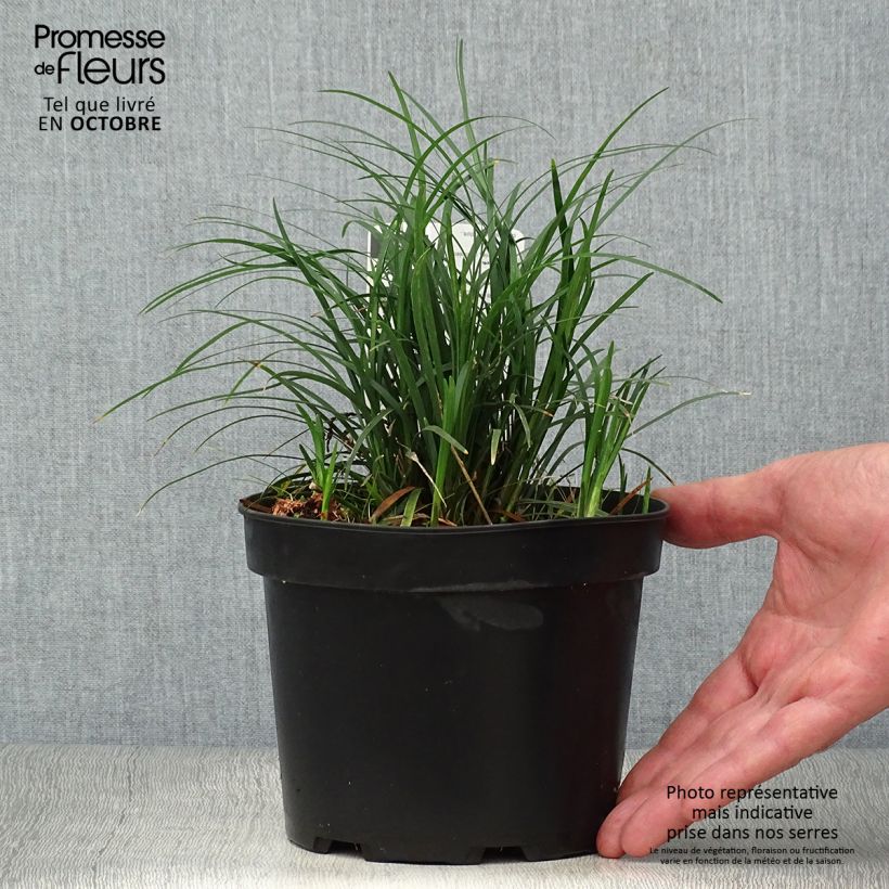 Exemplar von Ophiopogon japonicus - Schlangenbart Topf mit 2L/3L wie im Herbst geliefert