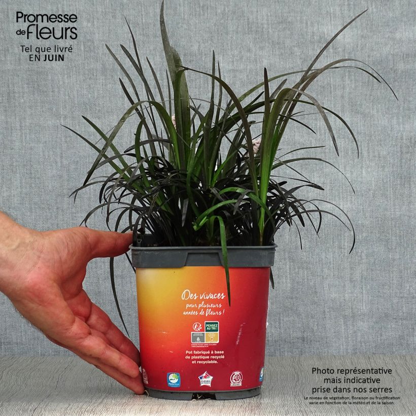 Exemplar von Ophiopogon planiscapus Nigrescens - Schlangenbart Topf mit 2L/3L wie im Sommer geliefert