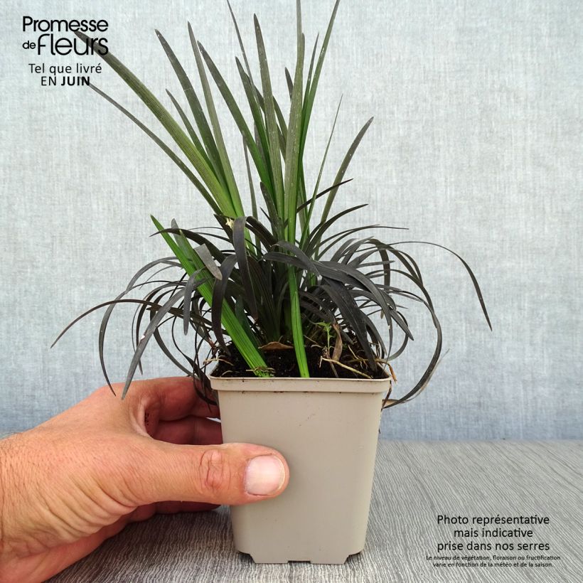Exemplar von Ophiopogon planiscapus Nigrescens - Schlangenbart Kleine Töpfe von 8/9 cm wie im Sommer geliefert