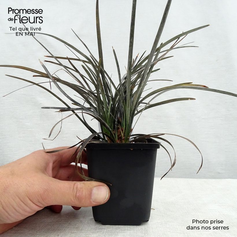 Exemplar von Ophiopogon planiscapus Nigrescens - Schlangenbart Kleine Töpfe von 8/9 cm wie im Frühjahr geliefert