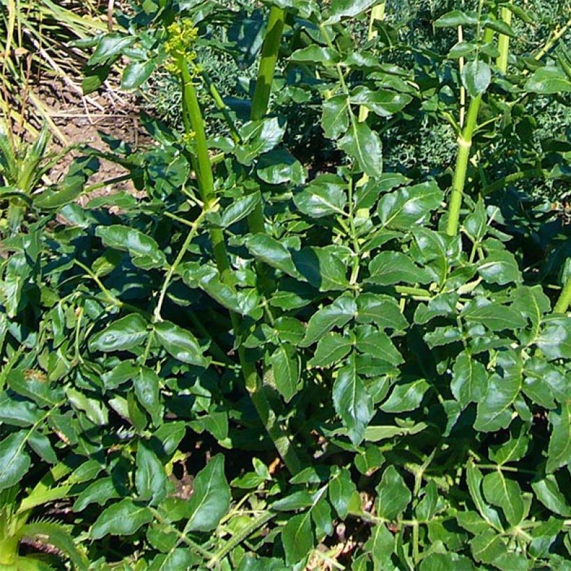 Opopanax chironium - Gummiwurz (Laub)