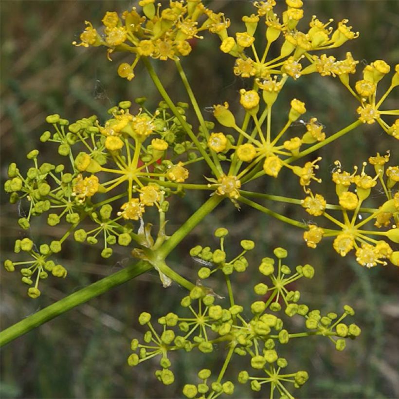 Opopanax chironium - Gummiwurz (Blüte)