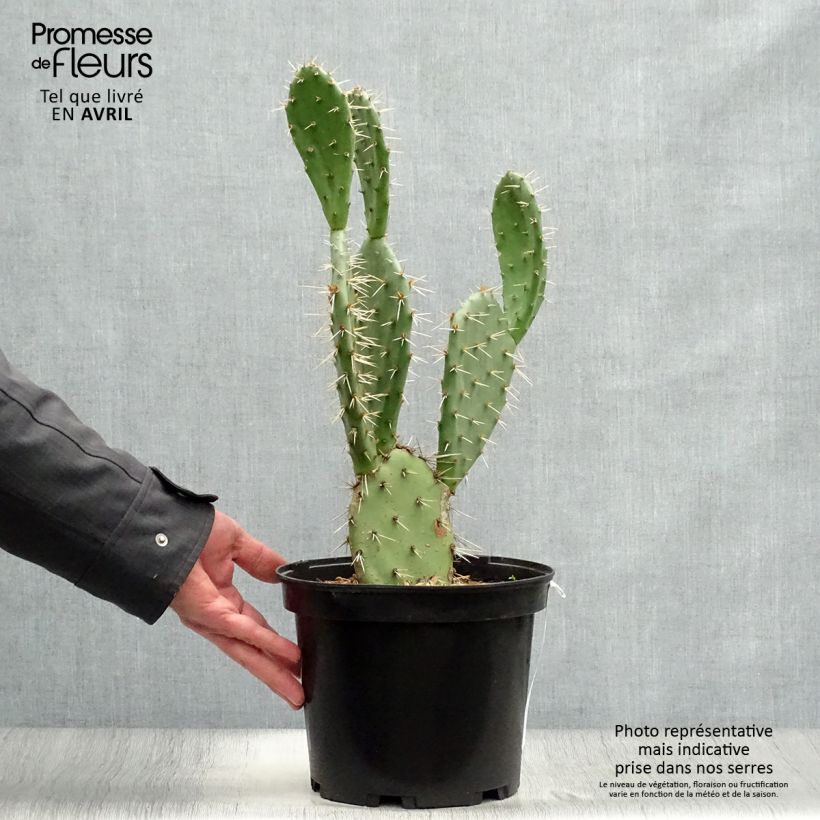 Exemplar von Opuntia engelmannii var. alta - Feigenkaktus Topf mit 4L/5L wie im Frühjahr geliefert