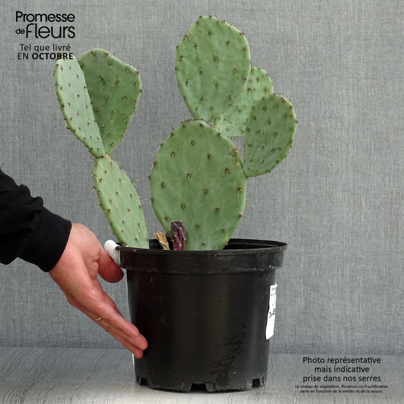 Exemplar von Opuntia engelmannii var. alta - Feigenkaktus Topf mit 4L/5L wie im Herbst geliefert