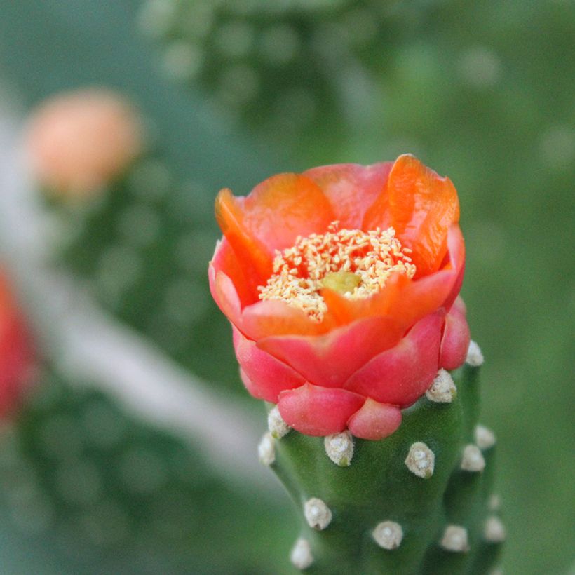 Opuntia aciculata - Feigenkaktus (Blüte)