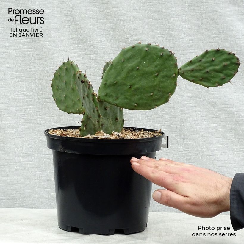 Exemplar von Opuntia atrispina - Feigenkaktus Topf mit 4L/5L wie im Winter geliefert