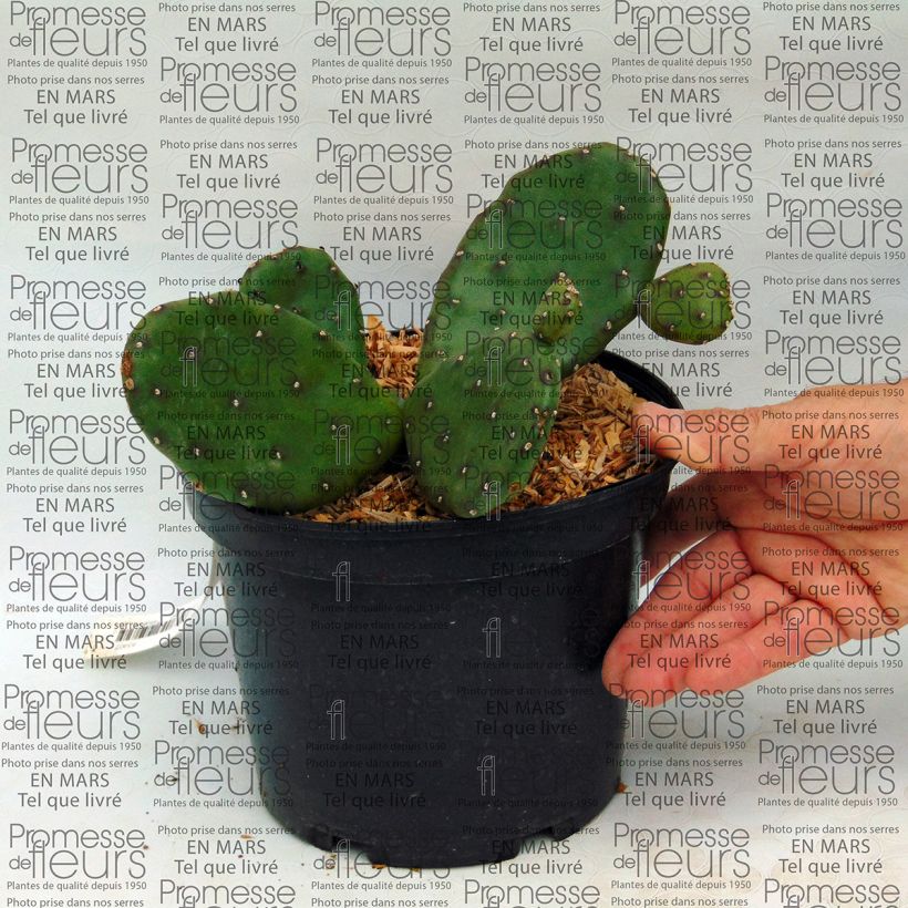 Beispiel eines Exemplars von Opuntia compressa Millevaches - Feigenkaktus Topf mit 2L/3L wie geliefert