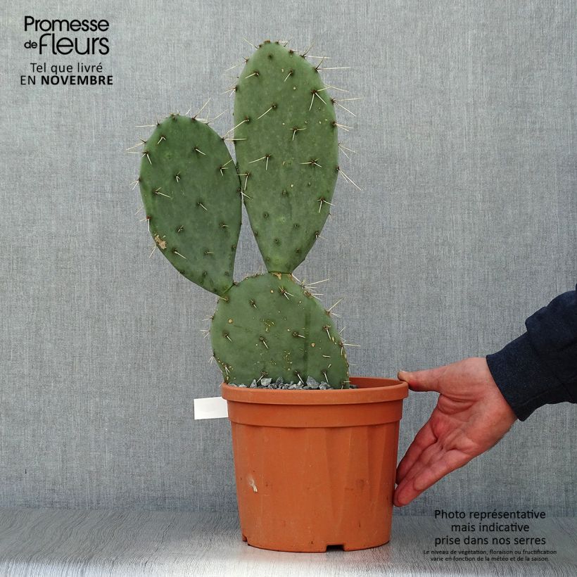 Exemplar von Opuntia engelmannii Belen - Feigenkaktus Topf mit 4L/5L wie im Herbst geliefert