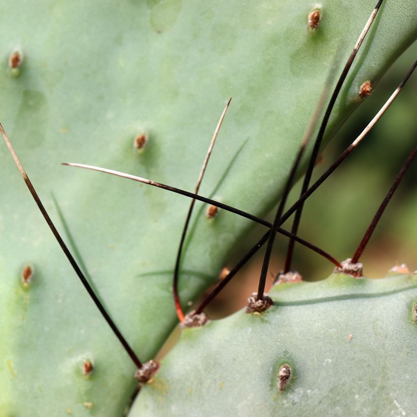 Opuntia macrocentra - Feigenkaktus (Laub)
