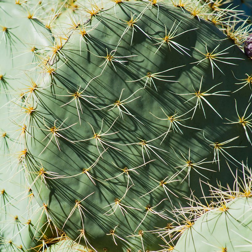 Opuntia robusta - Feigenkaktus (Laub)