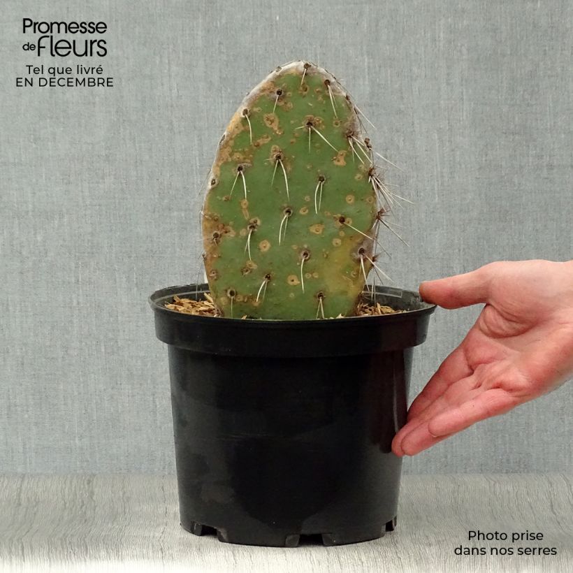 Exemplar von Opuntia sanguinicola - Feigenkaktus Topf mit 4L/5L wie im Winter geliefert