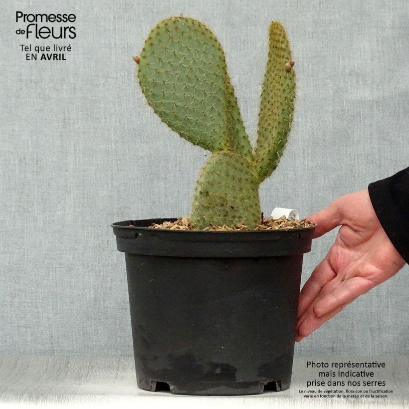 Exemplar von Opuntia scheeri - Feigenkaktus Topf mit 4L/5L wie im Frühjahr geliefert