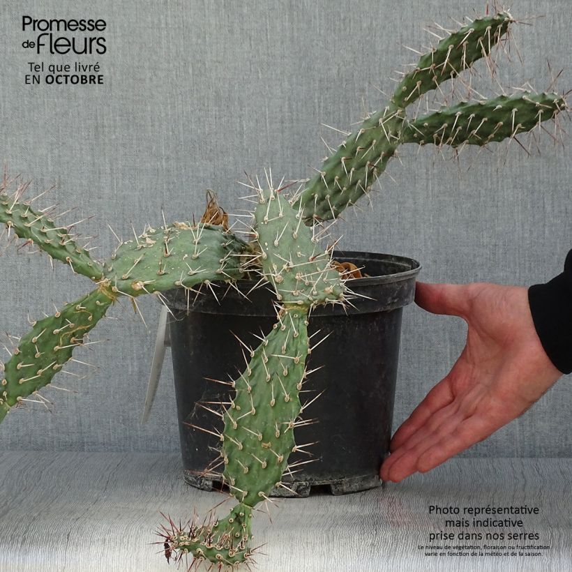 Exemplar von Opuntia sulfurea - Feigenkaktus Topf mit 3L/4L wie im Herbst geliefert