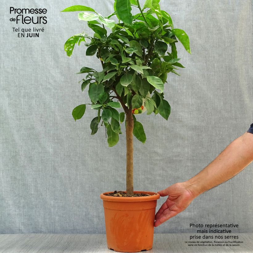 Exemplar von Hybride Orange Corrugata - Citrus sinensis x aurantium Topf mit 4L/5L, 1/4 Stängel wie im Sommer geliefert
