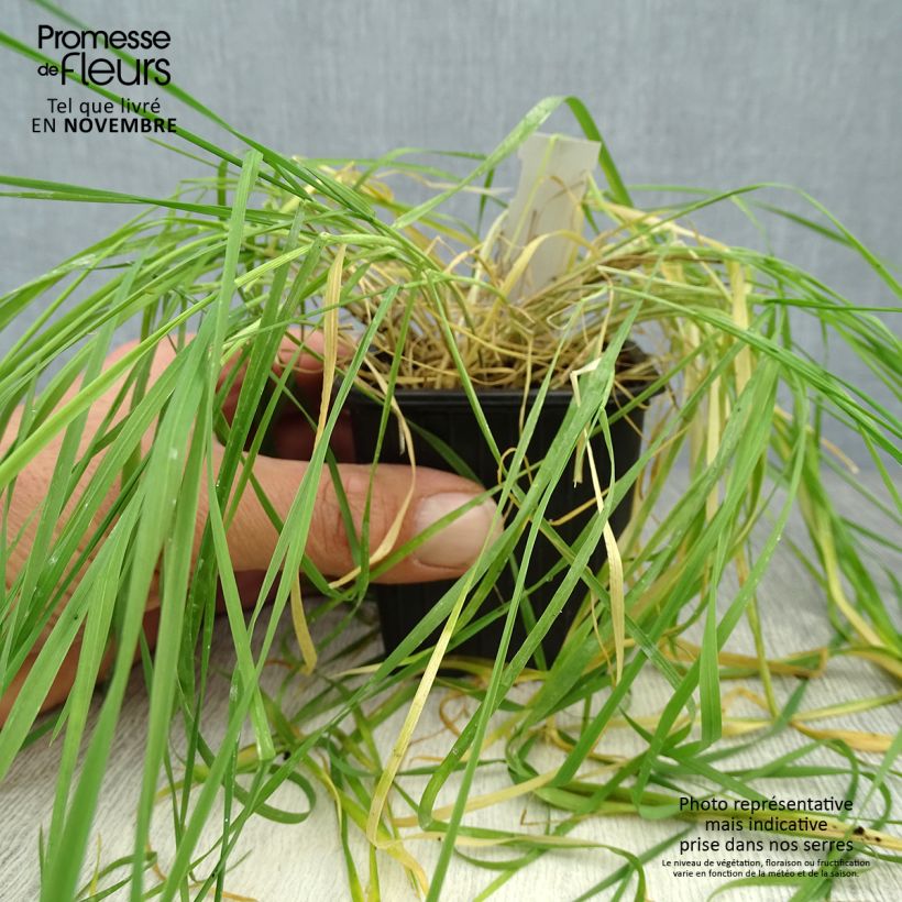 Exemplar von Hordeum jubatum - Mähnen-Gerste Kleine Töpfe von 8/9 cm wie im Herbst geliefert
