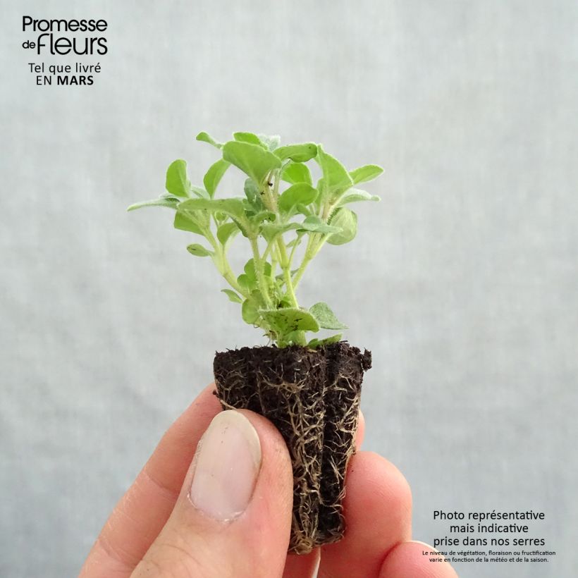Exemplar von Gewöhnlicher Dost Hot and Spicy Bio - Origanum vulgare Mini-Plug Ø 3/4 cm wie im Frühjahr geliefert
