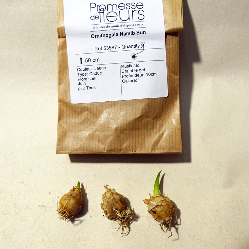 Beispiel eines Exemplars von Ornithogalum Namib Sun - Zapfenkopf Zwiebel Kaliber/Größe 5+ wie geliefert