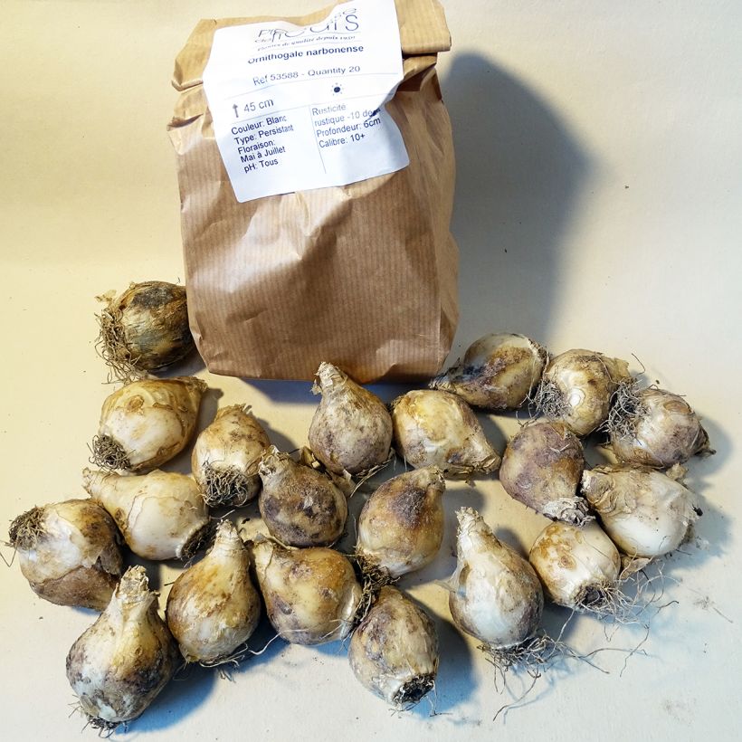 Beispiel eines Exemplars von Ornithogalum narbonense - Zapfenkopf Zwiebel Kaliber/Größe 12+ wie geliefert
