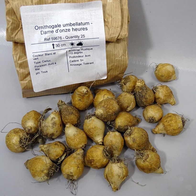 Beispiel eines Exemplars von Ornithogalum umbellatum - Zapfenkopf Zwiebel Kaliber/Größe 6+ wie geliefert