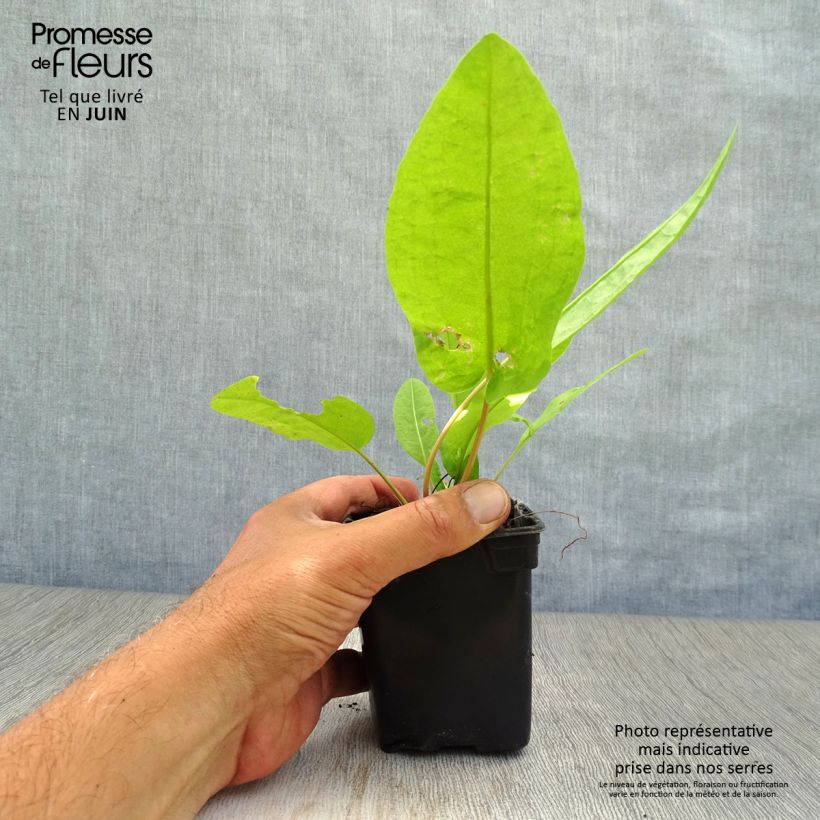 Exemplar von Ampfer Bio - Rumex patientia Kleine Töpfe von 8/9 cm wie im Sommer geliefert