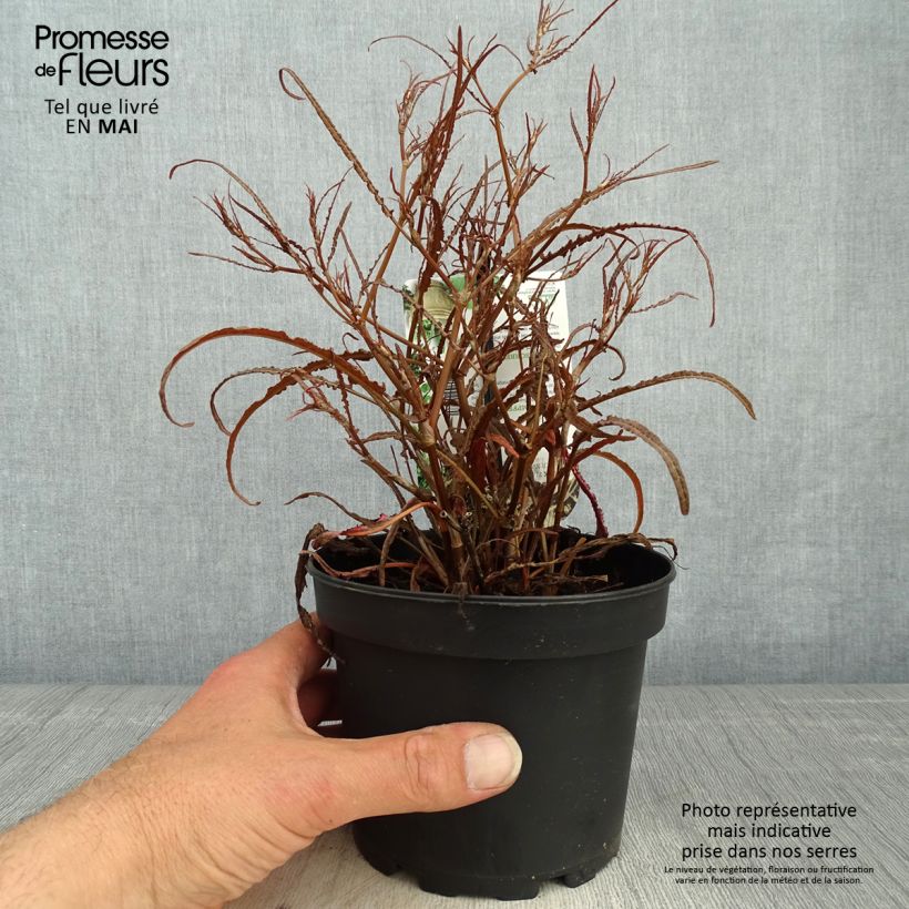 Exemplar von Ampfer Copper Sword - Rumex flexuosus Topf mit 1,5L/2L wie im Frühjahr geliefert