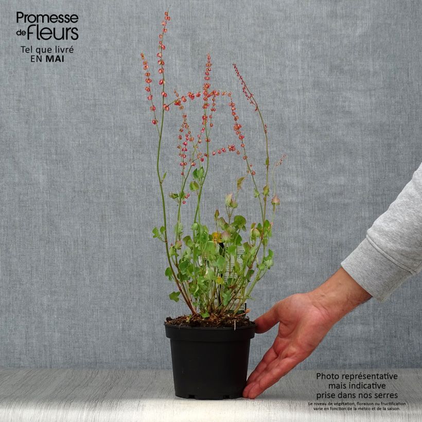 Exemplar von Ampfer (Pflanzen) - Rumex scutatus Topf mit 1,5L/2L wie im Frühjahr geliefert
