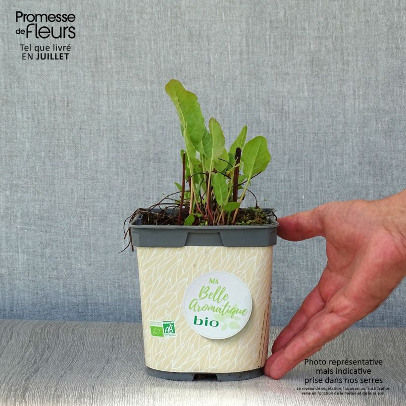 Exemplar von Ampfer - Rumex scutatus Topf mit 1L/1,5L wie im Sommer geliefert