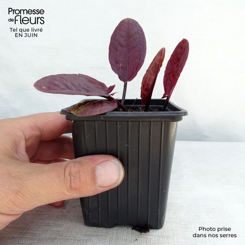 Exemplar von Ampfer Purpurea - Rumex scutatus Kleine Töpfe von 8/9 cm wie im Sommer geliefert
