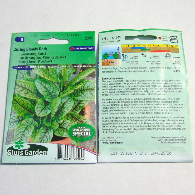 Beispiel eines Exemplars von Ampfer Patience Des Bois - Rumex sanguineus die Tüte mit 600 Samen wie geliefert