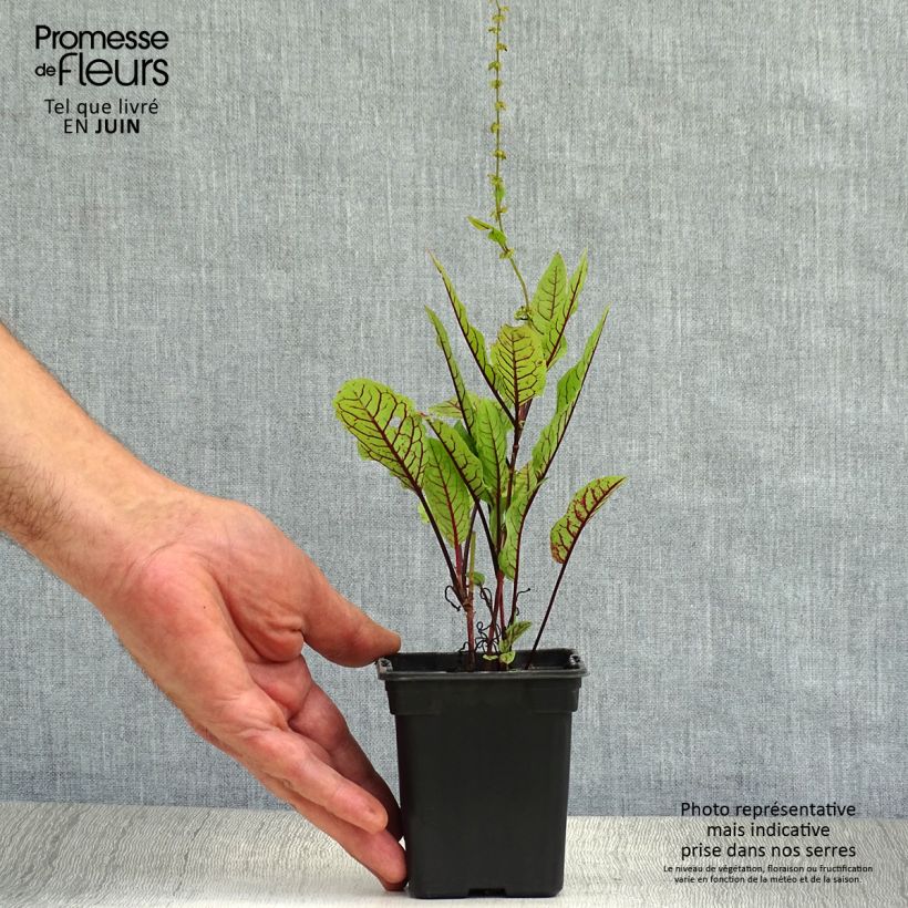 Exemplar von Ampfer - Rumex sanguineus Kleine Töpfe von 8/9 cm wie im Sommer geliefert