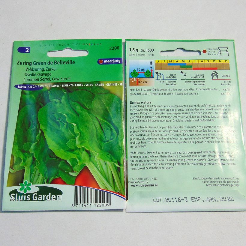 Beispiel eines Exemplars von Ampfer (Samen) - Rumex acetosa die Tüte mit 1500 Samen (1g) wie geliefert