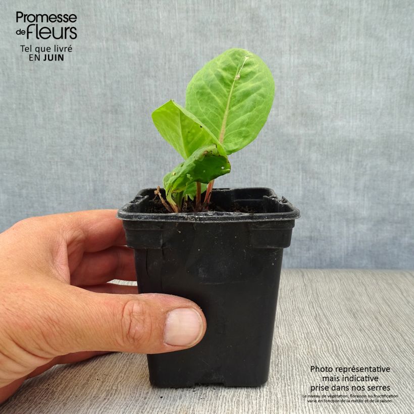 Exemplar von Ampfer - Rumex arifolius Kleine Töpfe von 8/9 cm wie im Sommer geliefert