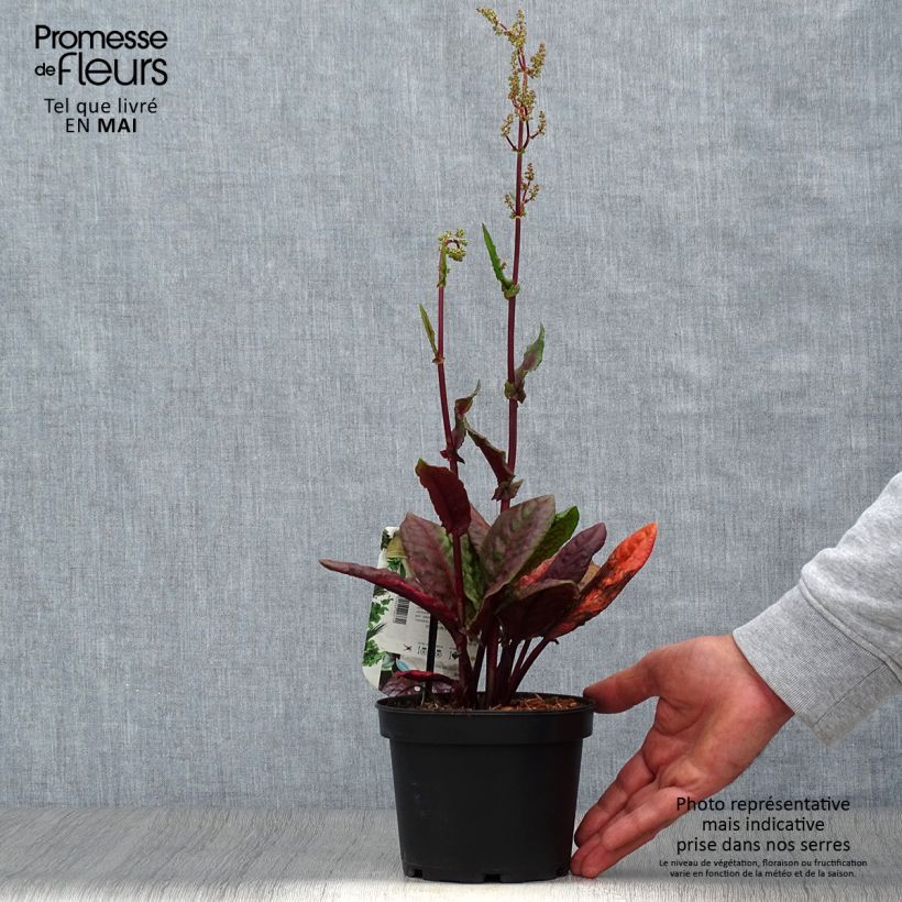 Exemplar von Ampfer Ruber - Rumex arifolius Topf mit 1,5L/2L wie im Frühjahr geliefert