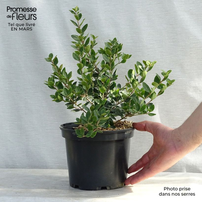 Exemplar von Delavays Duftblüte Heaven Scent - Osmanthus delavayi Topf mit 1L/1,5L wie im Frühjahr geliefert