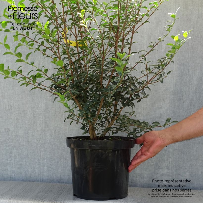 Exemplar von Frühlings-Duftblüte - Osmanthus burkwoodii Topf mit 6L/7L wie im Sommer geliefert