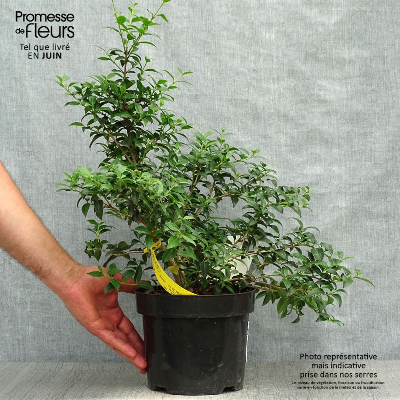 Exemplar von Frühlings-Duftblüte - Osmanthus burkwoodii Topf mit 2L/3L wie im Sommer geliefert