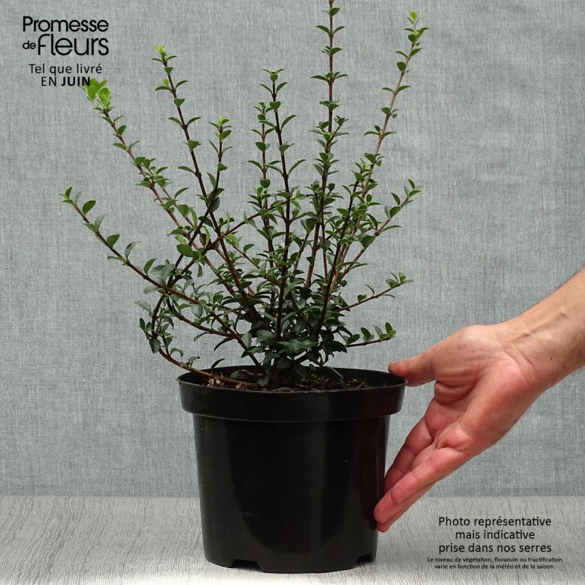 Exemplar von Delavays Duftblüte - Osmanthus delavayi Topf mit 2L/3L wie im Sommer geliefert