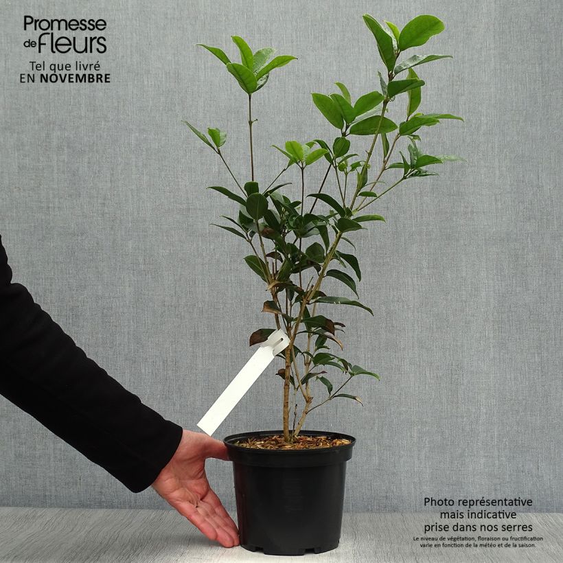 Exemplar von Süße Duftblüte - Osmanthus fragrans Topf mit 2L/3L wie im Herbst geliefert