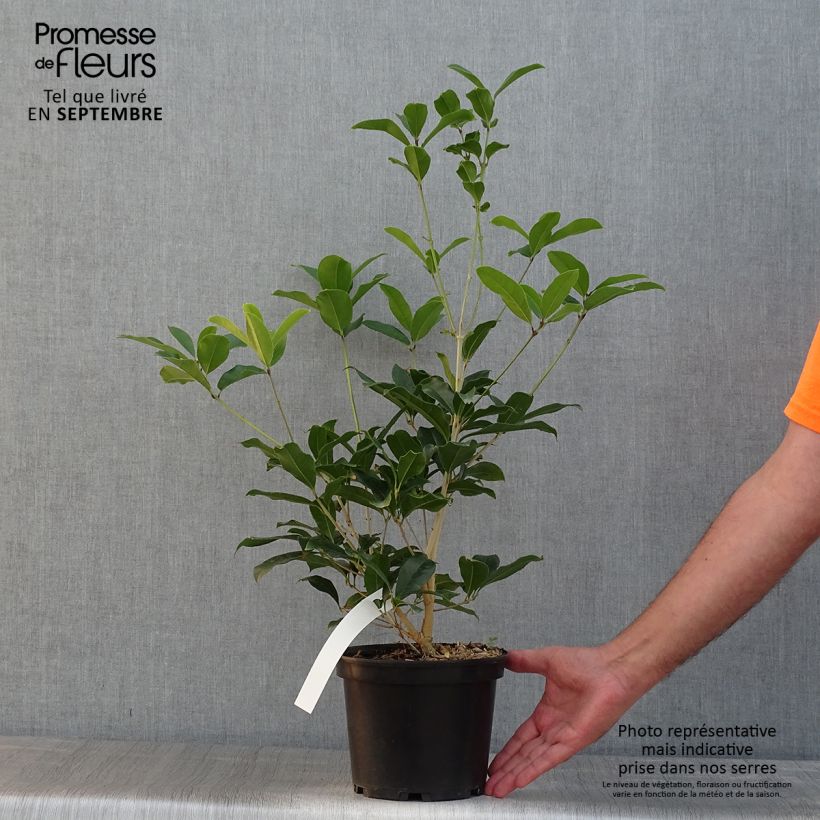Exemplar von Süße Duftblüte var. aurantiacus - Osmanthus fragrans Topf mit 2L/3L wie im Sommer geliefert